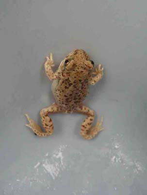 Young Toad