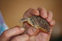 Young Western Box Turtle 01