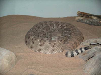 Pancake