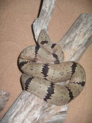 Rock Banded Rattlesnake