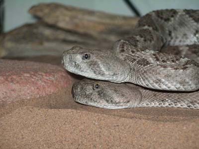 Rattlesnake Love
