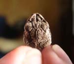 Massasauga