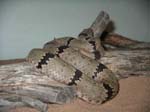 Rock-Banded-Rattler-02