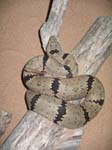 Rock Banded Rattlesnake