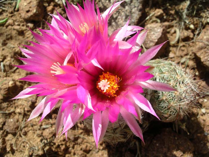 Pincushion Cactus 02