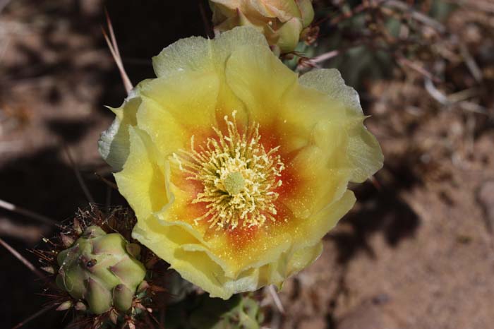Prickly Pear 02