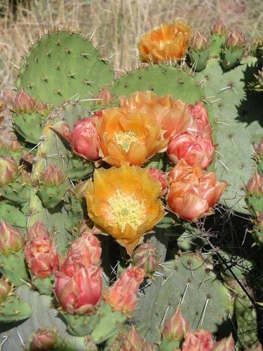 Prickly Pear 06