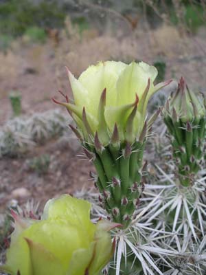 Dagger Cholla 01