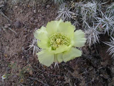 Dagger Cholla 02