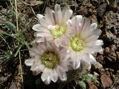 Pincushion Cactus 01