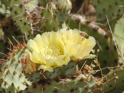 Prickly Pear 22