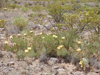 Prickly Pear 28