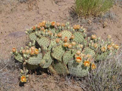 Prickly Pear 29