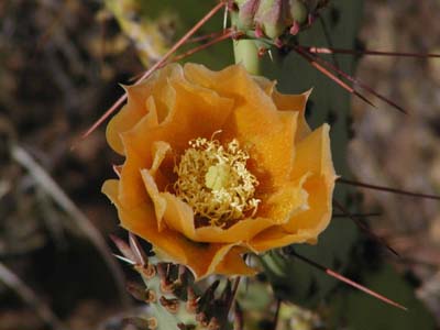 Prickly Pear 33