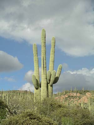 Saguaro 01