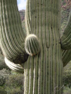 Saguaro 02