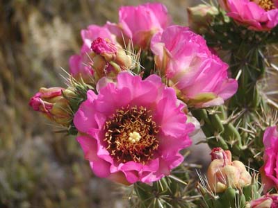 Walking Stick Cholla 02