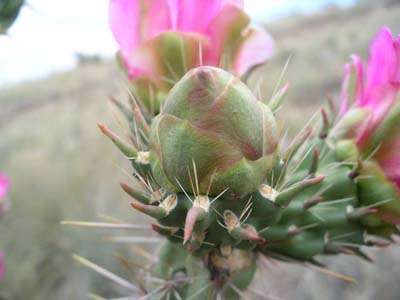 Walking Stick Cholla 04