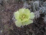 Dagger Cholla 02