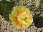 Prickly Pear 13