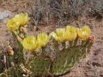 Prickly Pear 18