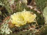 Prickly Pear 22