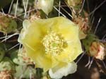 Prickly Pear 27