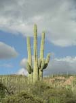 Saguaro 01