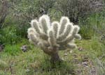 Teddy Bear Cholla 01