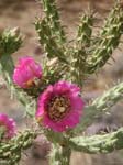 Walking Stick Cholla 01