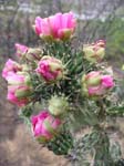 Walking Stick Cholla 07