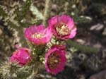 Walking Stick Cholla 12