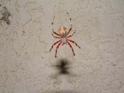 Orb-Spider