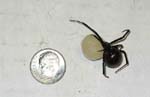 Black-Widow-