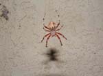 Orb-Spider