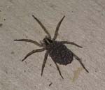 Wolf-Spider-with-babies