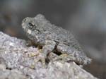 Canyon-Tree-Frog