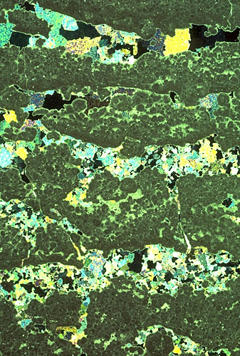 Anhydrite-filled porosity in a stromatolitic (fenestral boundstone) dolomite in the Yates Fm.