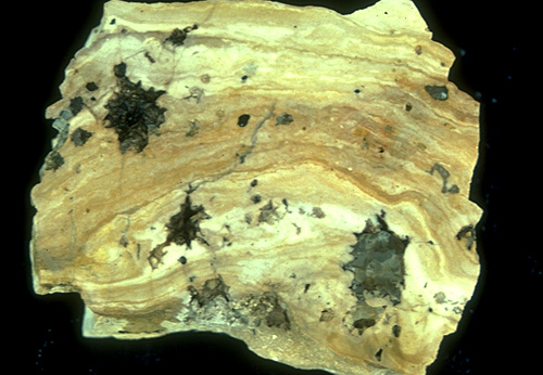 Polished rock slab showing quartz- and calcite-replaced evaporites in lagoonal, stromatolitic mudstones