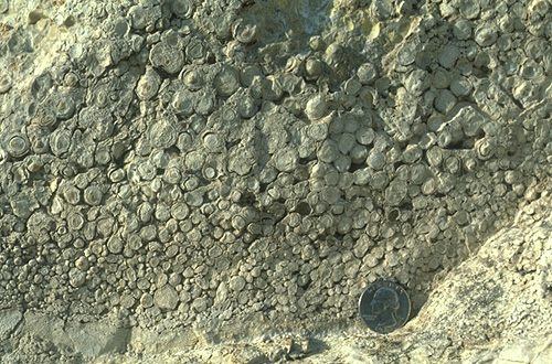 pisolitic dolomite