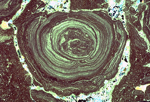 Pisoid from the Yates Formation