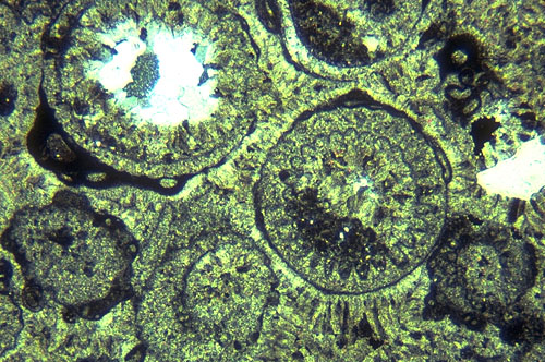 photomicrograph of a near-back-reef grainstone in the Tansill Formation