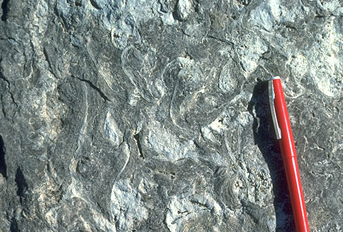 Phylloid algal-Archaeolithoporella-marine cement facies in Capitan reef.