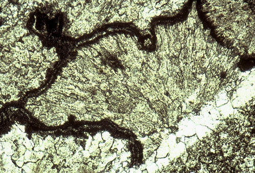 photomicrograph of marine cements in upper Capitan reef