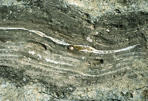 Synsedimentary fracture (neptunian dike) in the Capitan reef