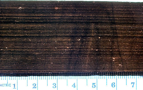 Polished slab of laminated, very dark colored, basinal Lamar Limestone