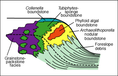 Diagrammatic depiction of microfacies distribution within the upper Capitan reef