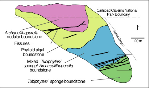 Diagrammatic depiction of microfacies distribution within the upper Capitan reef