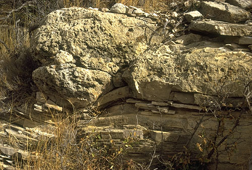 A large block of reefal limestone
