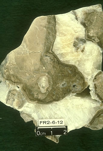 Polished rock slab of the Capitan Fm